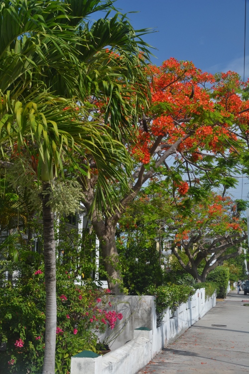 orange-flowered tree